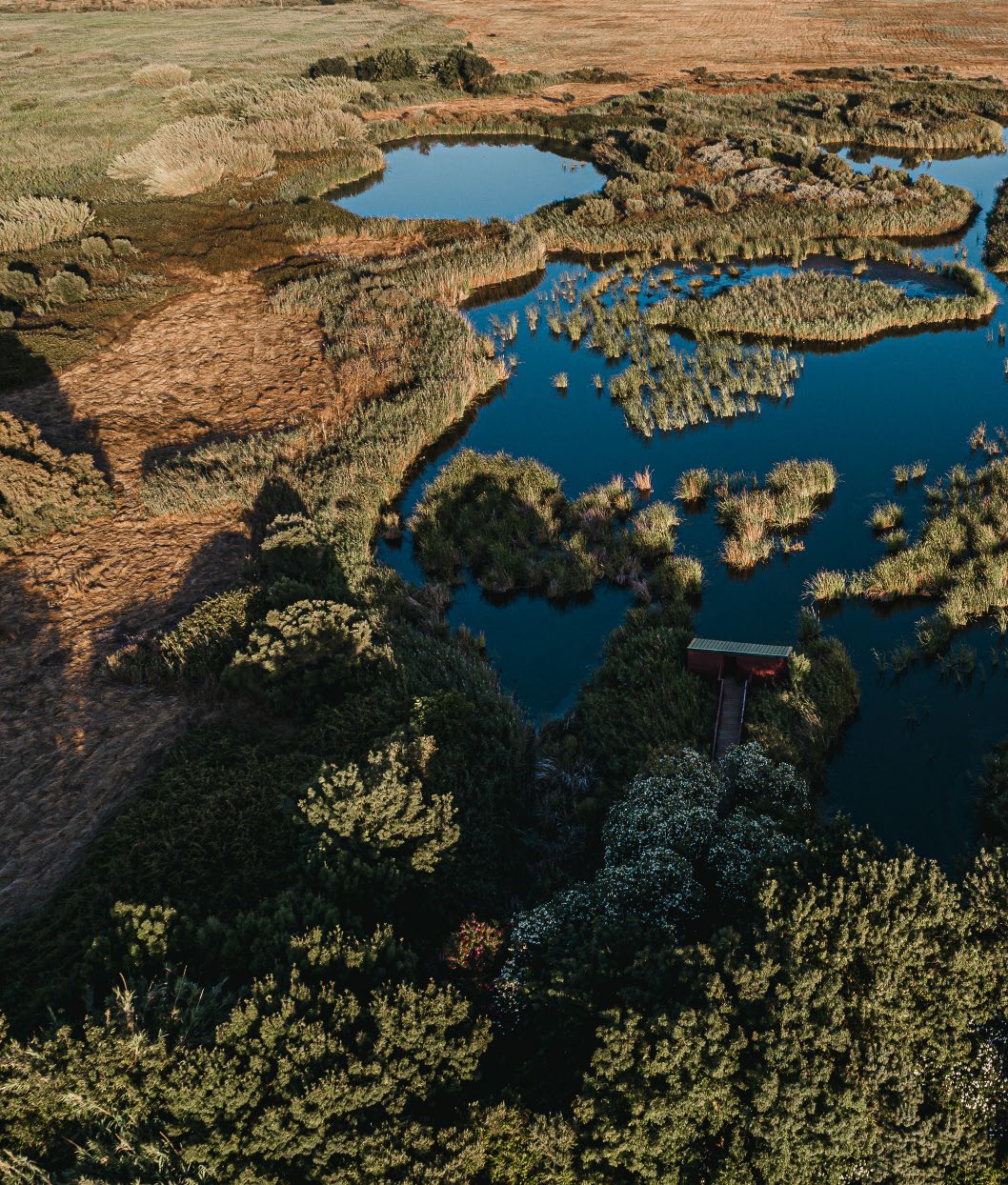 Wetlands, reed beds and trees in the environmental landscape shown in the Natura Village brochure